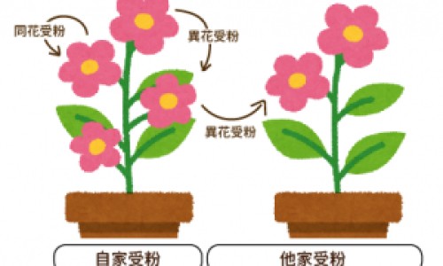 三七与玛卡的区别是什么-玛卡三七枸杞泡酒的功效网三七可以和玛咖泡酒吗知识网站,分享玛卡跟枸杞泡酒有什么功效大全