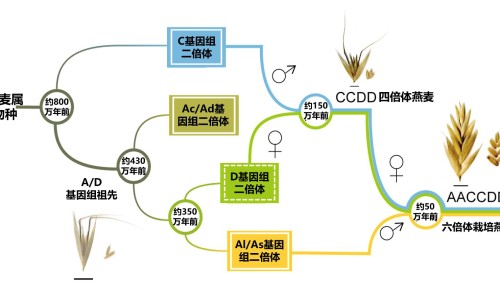 玛卡枸杞黄芪三七可一起泡酒-玛卡三七枸杞泡酒的功效网三七可以和玛咖泡酒吗知识网站,分享玛卡跟枸杞泡酒有什么功效大全
